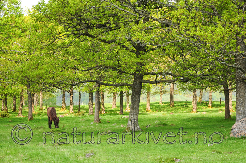 SR0_2700 / Equus caballus / Hest