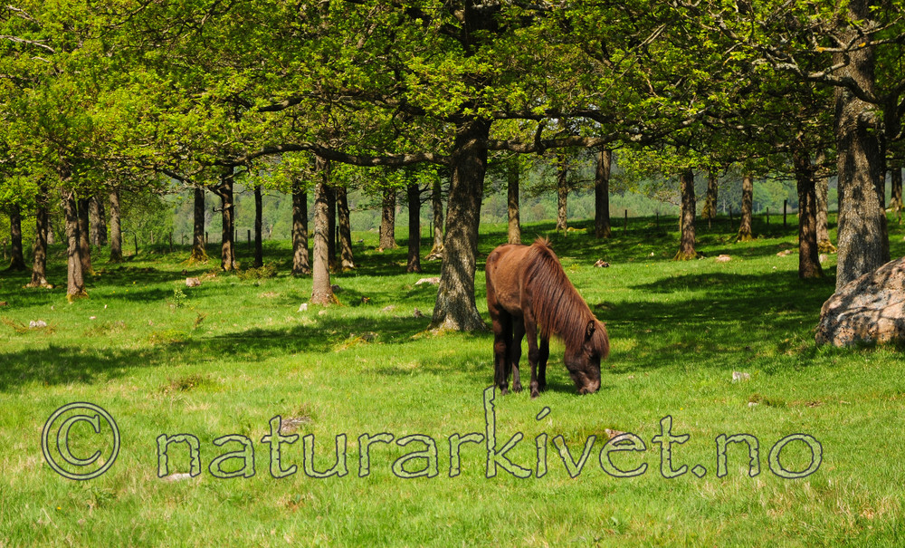 SR0_2720 / Equus caballus / Hest