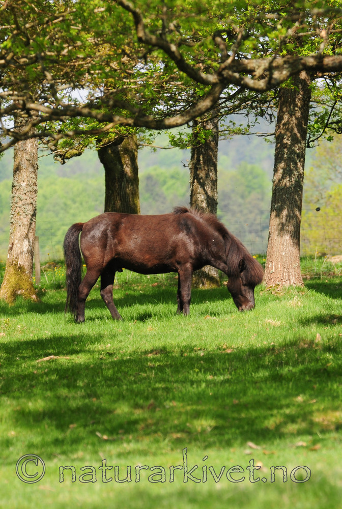 SR0_2726 / Equus caballus / Hest