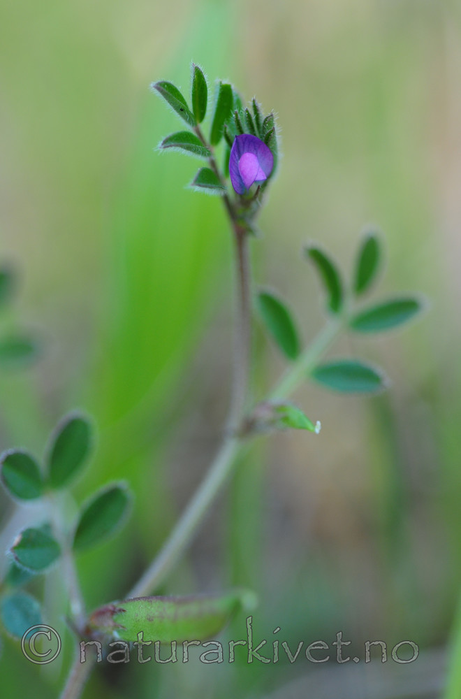 SR0_2750 / Vicia lathyroides / Vårvikke