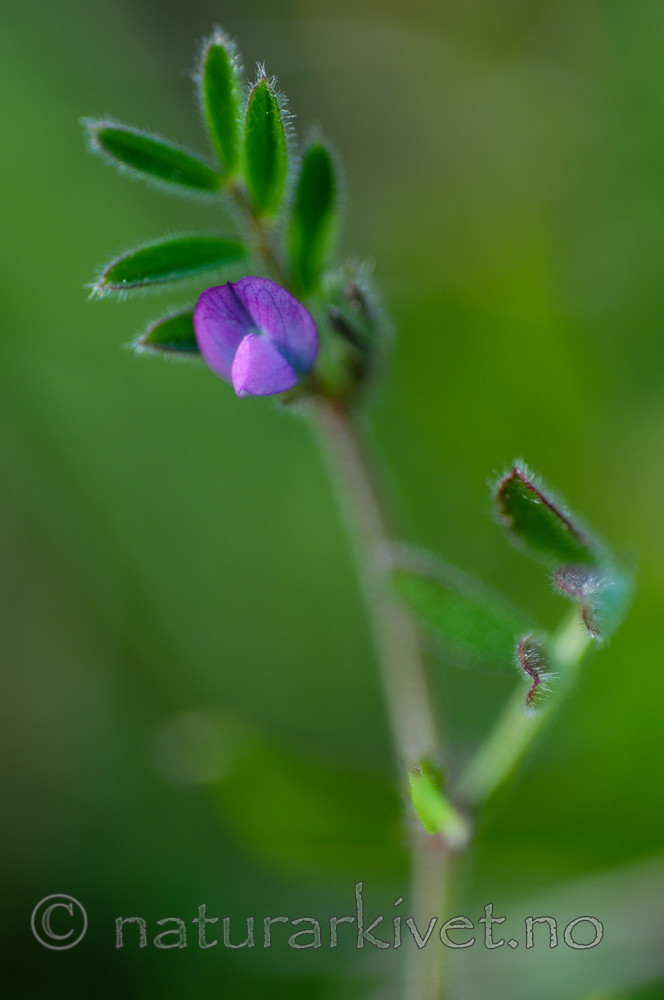 SR0_2756 / Vicia lathyroides / Vårvikke
