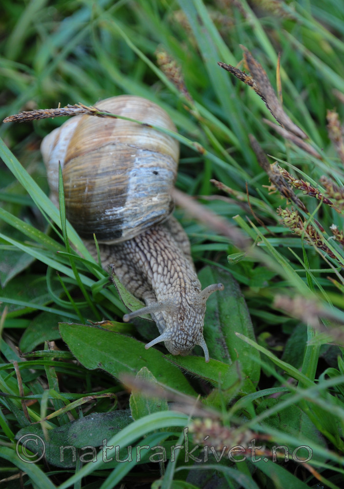 SR0_2831 / Helix pomatia / Vinbergsnegl