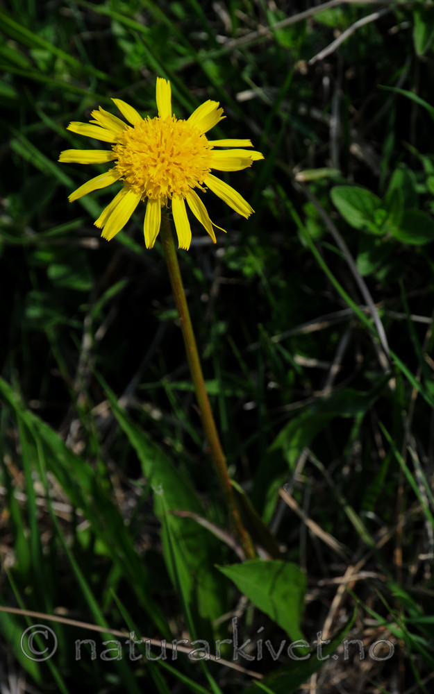 SR0_2869 / Scorzonera humilis / Griseblad