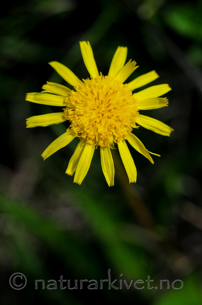 SR0_2876 / Scorzonera humilis / Griseblad