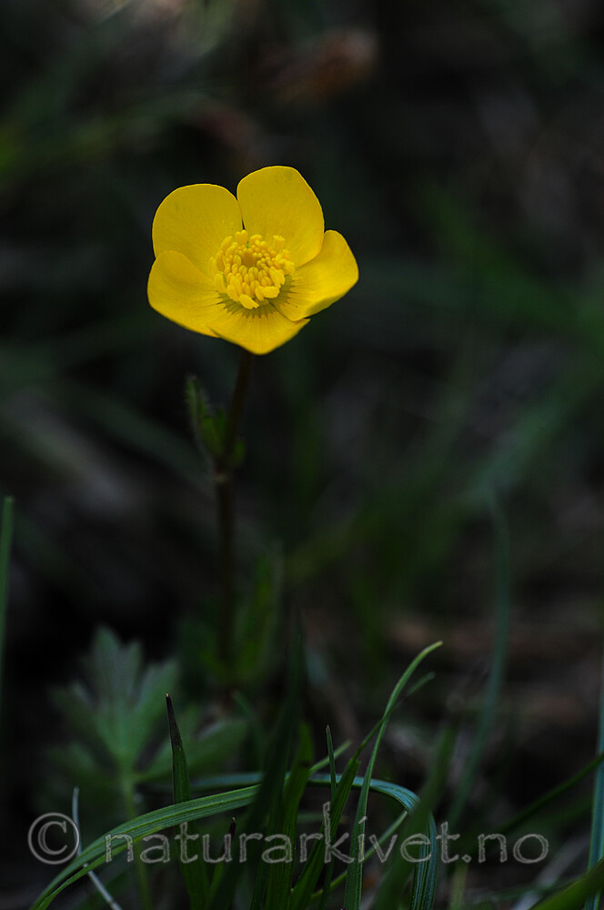 SR0_2896 / Ranunculus bulbosus / Knollsoleie