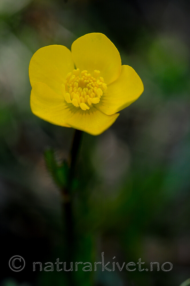 SR0_2903 / Ranunculus bulbosus / Knollsoleie