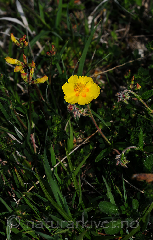 SR0_2911 / Helianthemum nummularium / Solrose