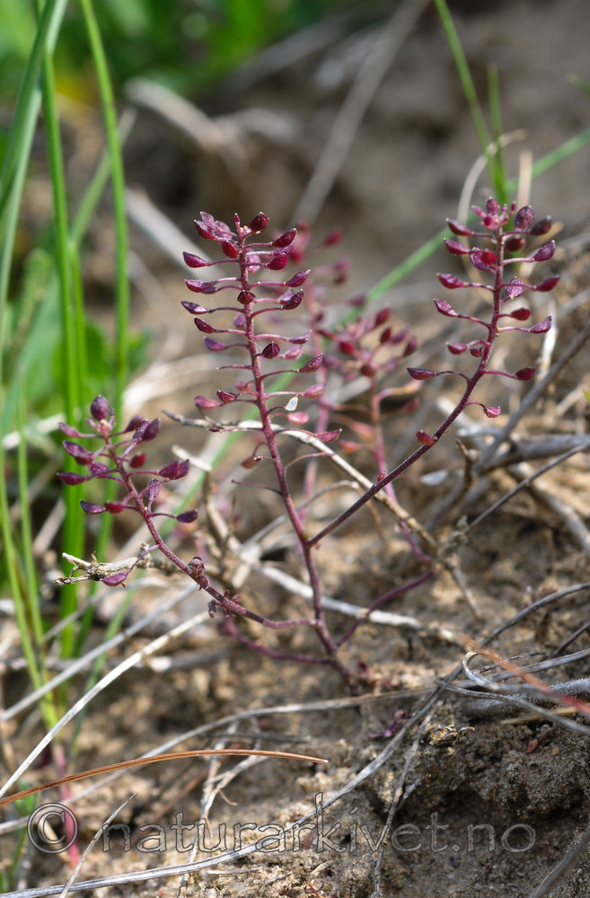 SR0_3047 / Hornungia petraea / Kalkkarse