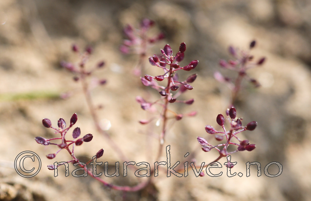 SR0_3076 / Hornungia petraea / Kalkkarse