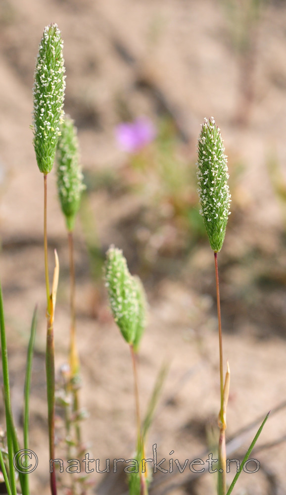 SR0_3080 / Phleum arenarium / Sandtimotei