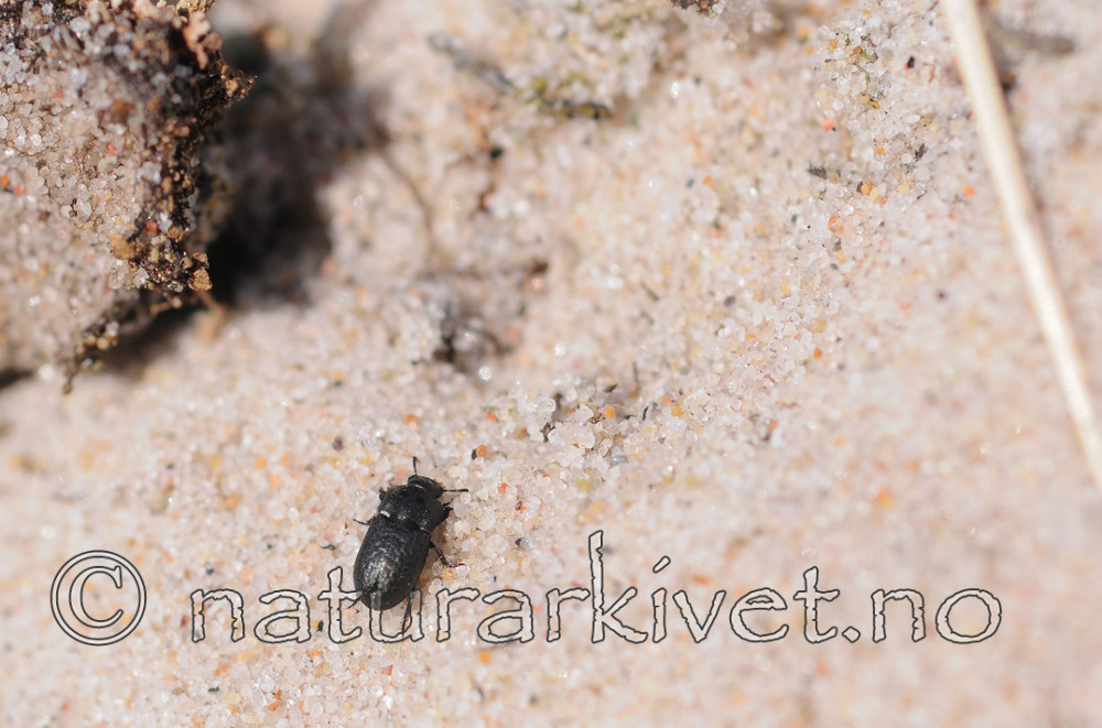 SR0_3211 / Melanimon tibialis