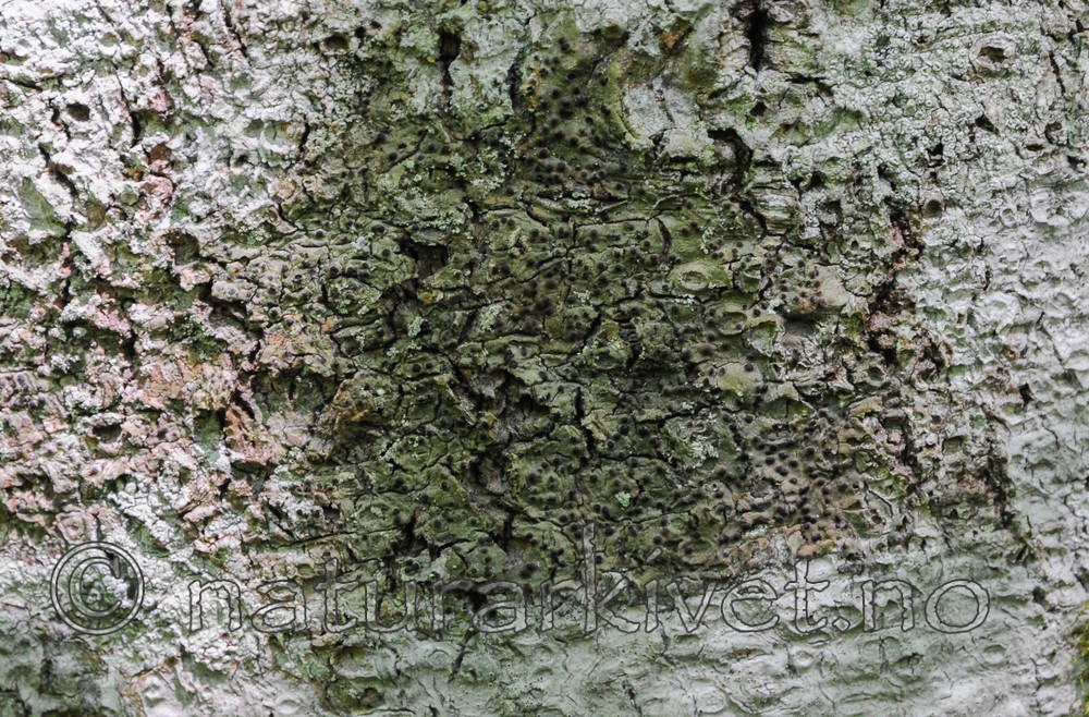 SR0_3255 / Pyrenula nitida