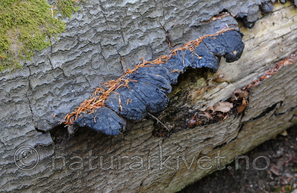 SR0_3266 / Ischnoderma resinosum / Edeltjærekjuke
