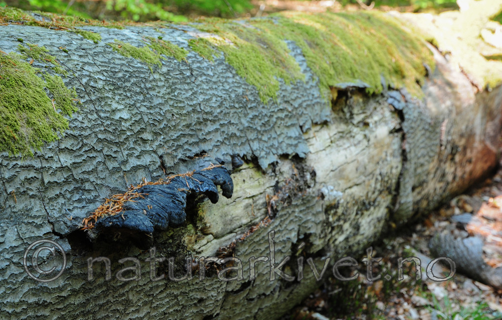 SR0_3269 / Ischnoderma resinosum / Edeltjærekjuke