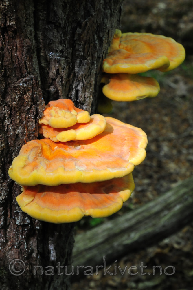 SR0_3280 / Laetiporus sulphureus / Svovelkjuke