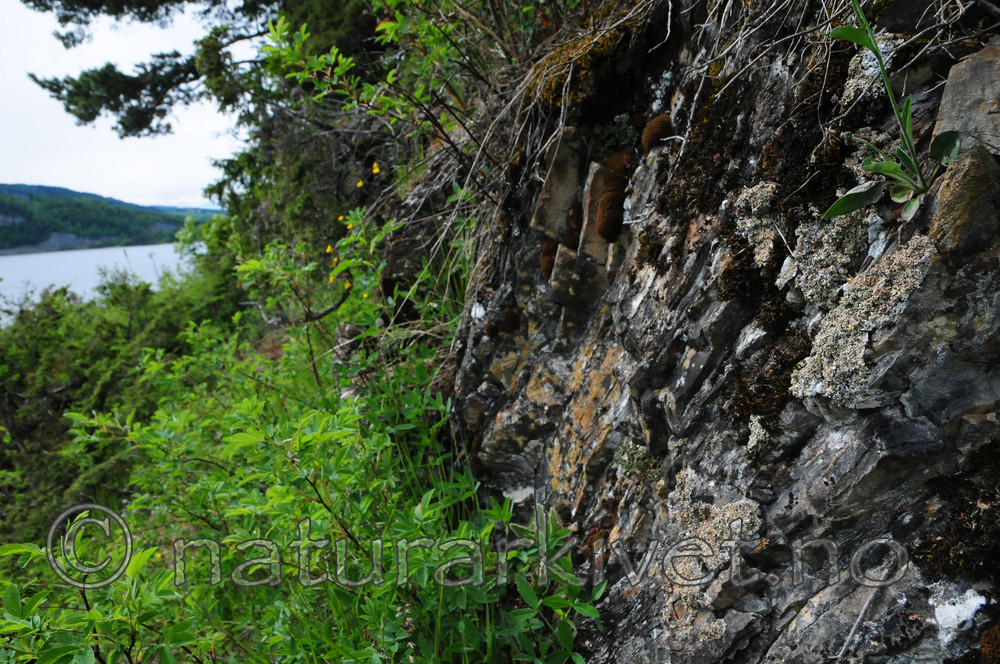 SR0_3328 / Squamarina cartilaginea