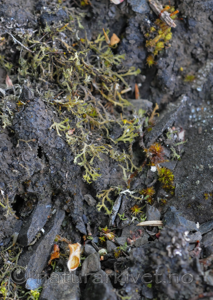 SR0_3436 / Phaeophyscia constipata / Kalkrosettlav