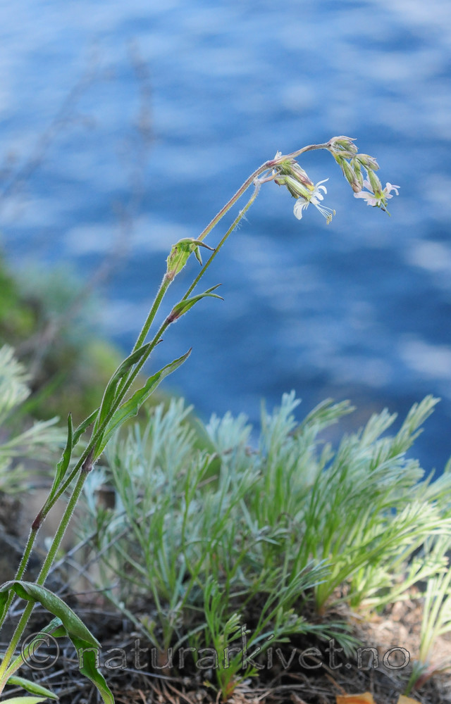 SR0_3543 / Silene nutans / Nikkesmelle