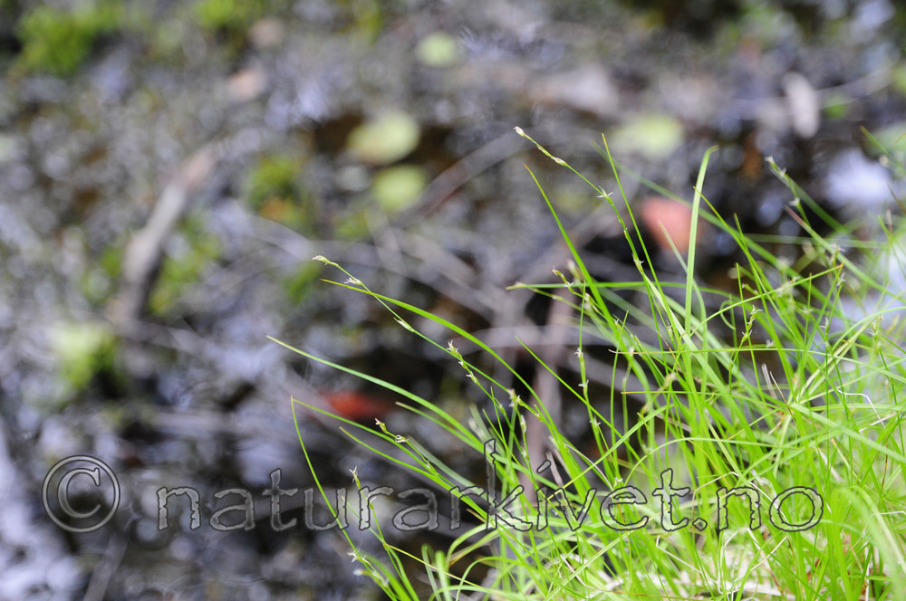 SR0_3621 / Carex disperma / Veikstarr