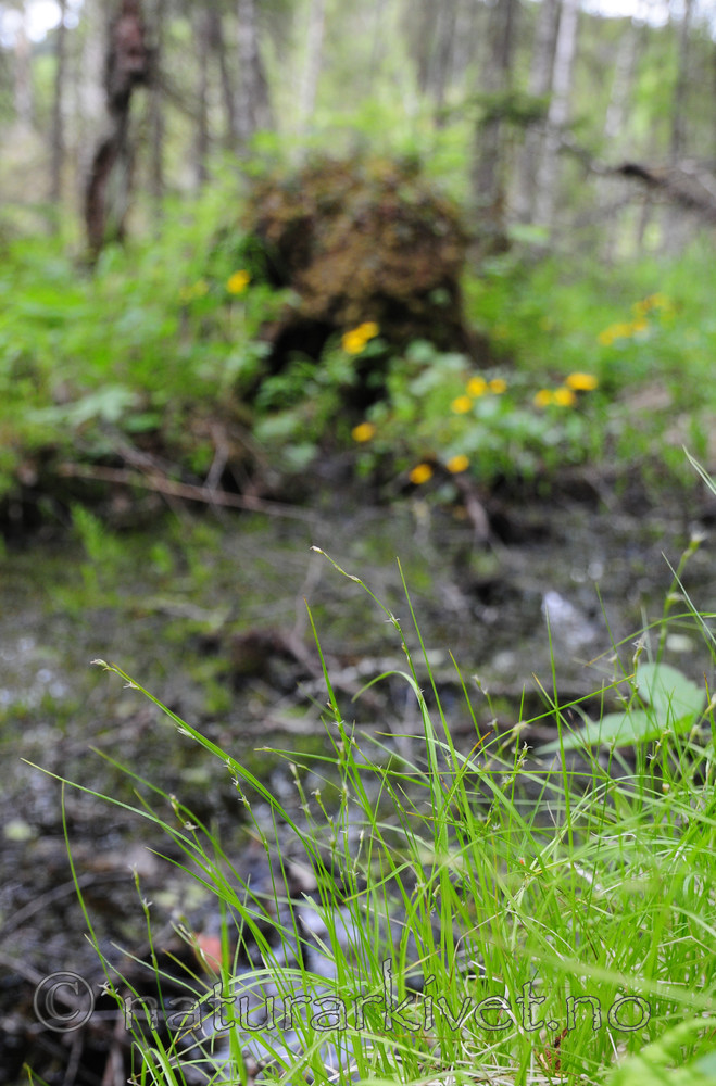 SR0_3630 / Carex disperma / Veikstarr