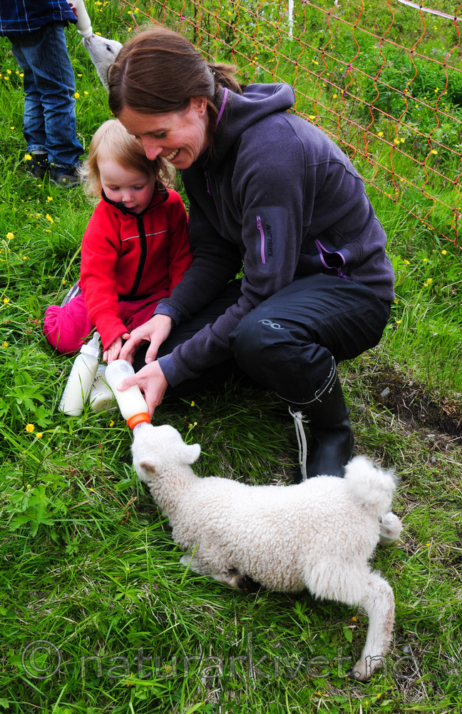 SR0_3700 / Ovis aries / Sau