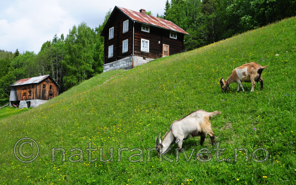 SR0_3737 / Capra hircus / Geit