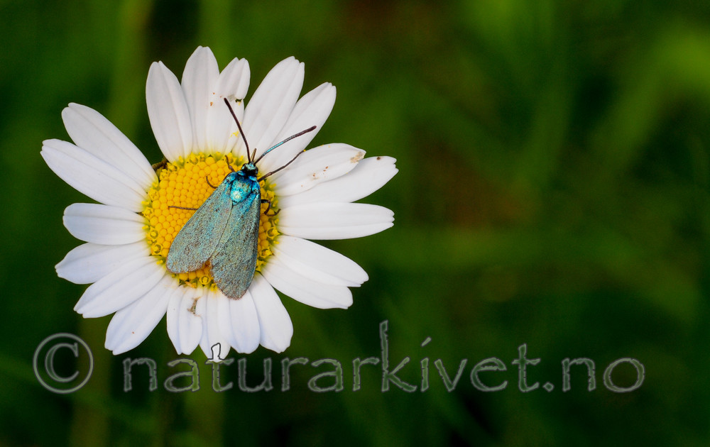 SR0_3847 / Adscita statices / Grønn metallsvermer <br /> Leucanthemum vulgare / Prestekrage