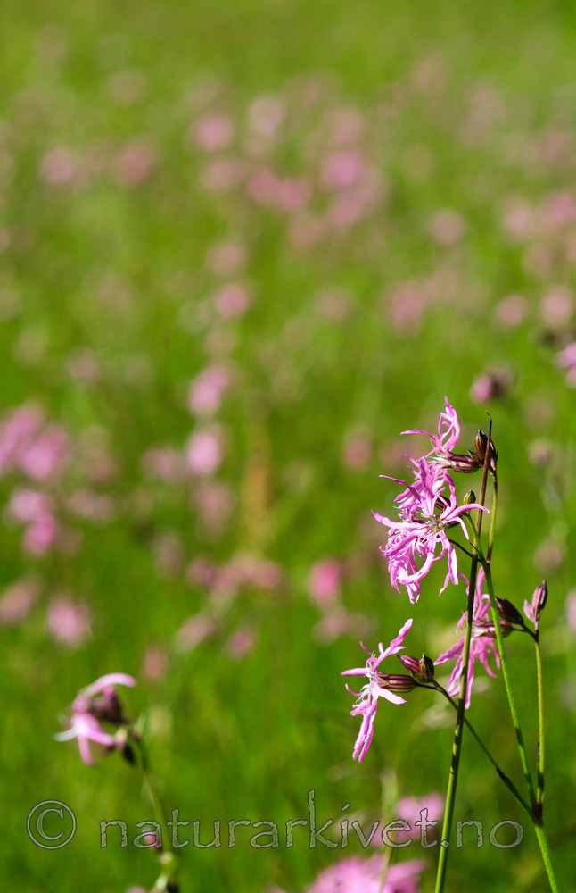 SR0_3851 / Lychnis flos-cuculi / Hanekam