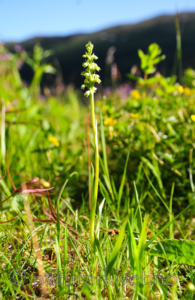 SR0_3955 / Pseudorchis albida / Hvitkurle <br /> Pseudorchis albida
