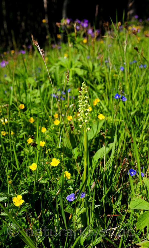 SR0_3966 / Pseudorchis albida / Hvitkurle <br /> Pseudorchis albida