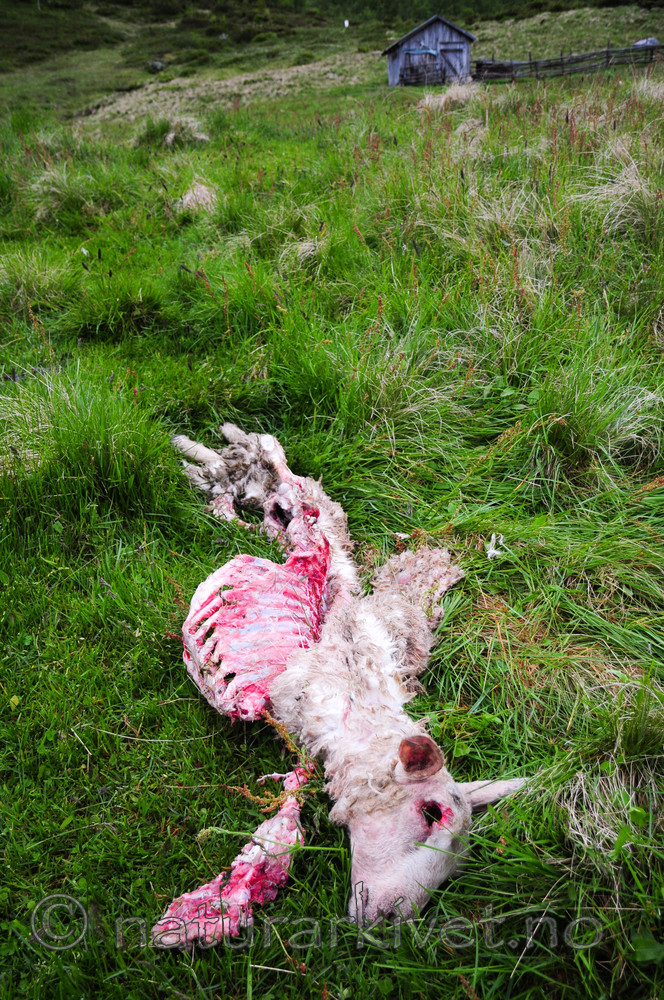 SR0_4020 / Ovis aries / Sau