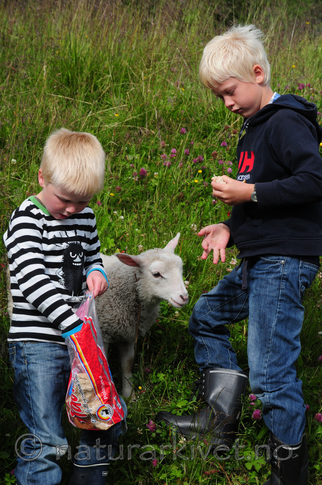 SR0_4129 / Ovis aries / Sau