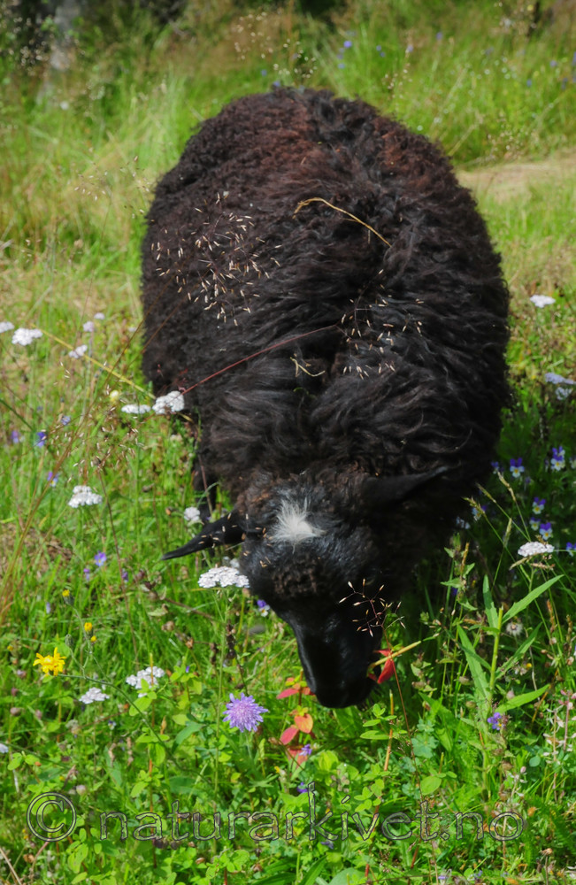 SR0_4347 / Ovis aries / Sau