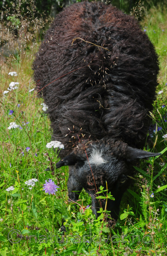 SR0_4349 / Ovis aries / Sau