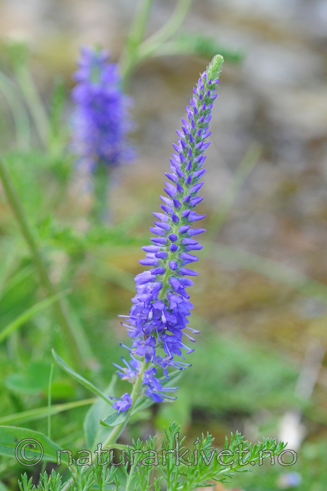 SR0_4528 / Veronica spicata / Aksveronika