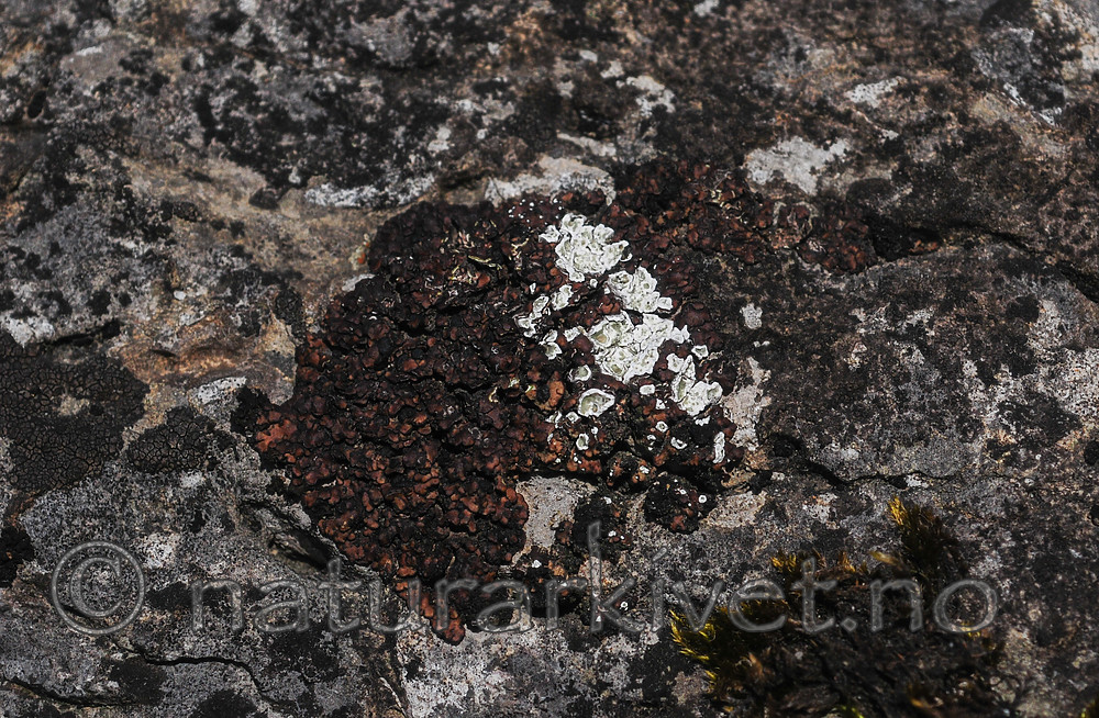 SR0_4745 / Squamarina gypsacea