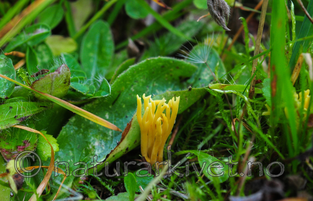 SR0_5106 / Ramariopsis crocea / Safransmåfingersopp