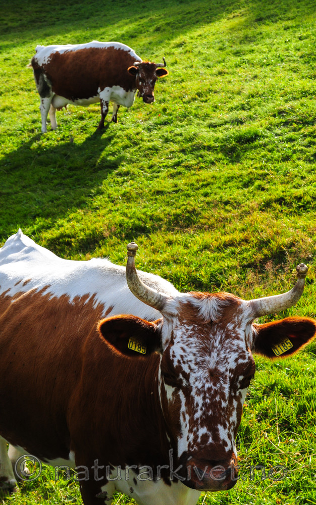 SR0_5112 / Bos taurus / Storfe