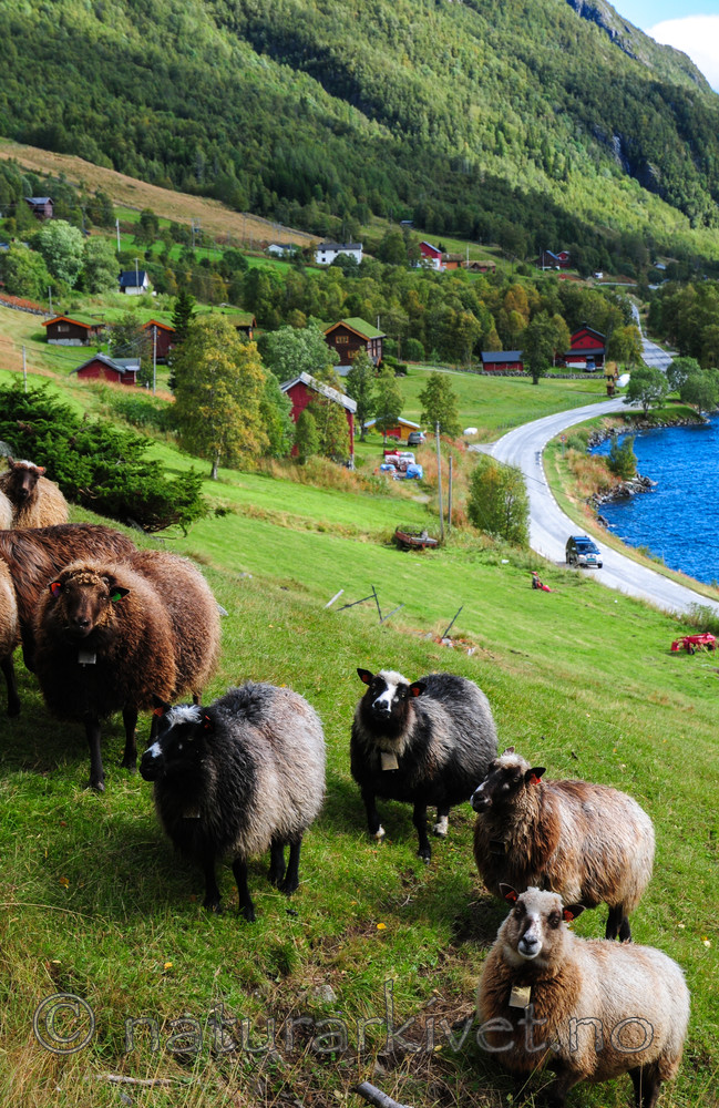 SR0_5122 / Ovis aries / Sau