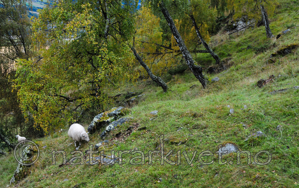 SR0_5212 / Ovis aries / Sau