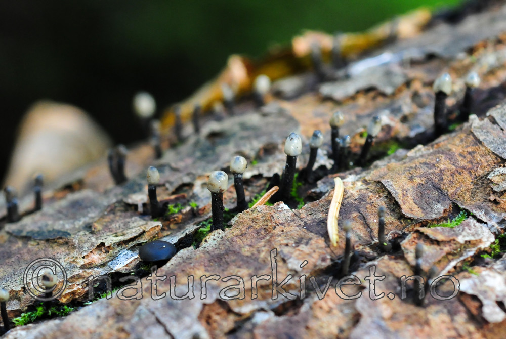 SR0_5655 / Holwaya mucida / Svart tvillingbeger