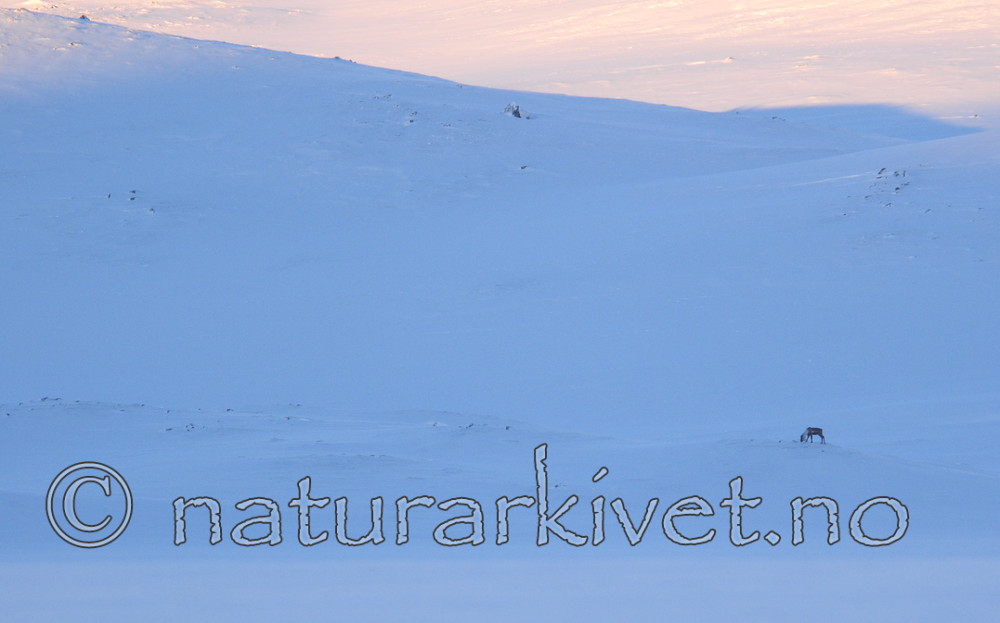 SR0_6161 / Rangifer tarandus tarandus / Fjellrein