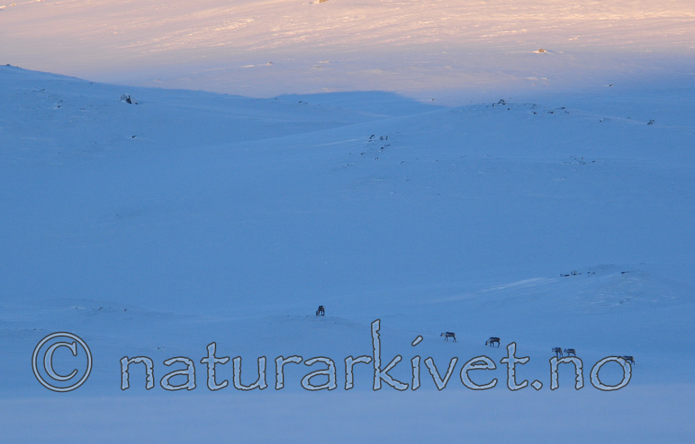 SR0_6185-4 / Rangifer tarandus tarandus / Fjellrein