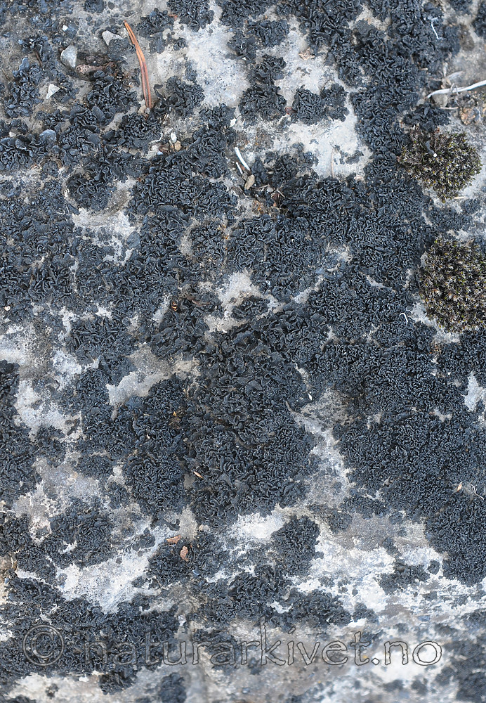 SR0_7084 / Thyrea confusa