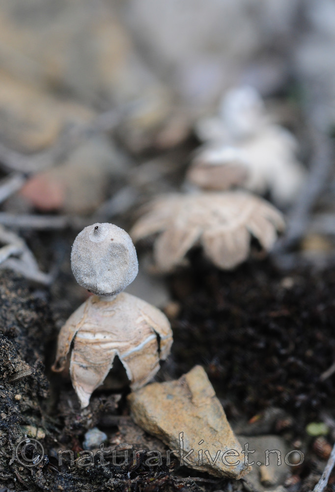 SR0_7136 / Geastrum minimum / Småjordstjerne