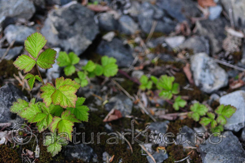 SR0_7179 / Rubus caesius / Blåbringebær