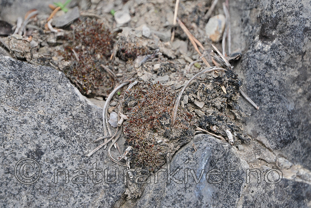 SR0_7192 / Pterygoneurum ovatum / Stjertmose