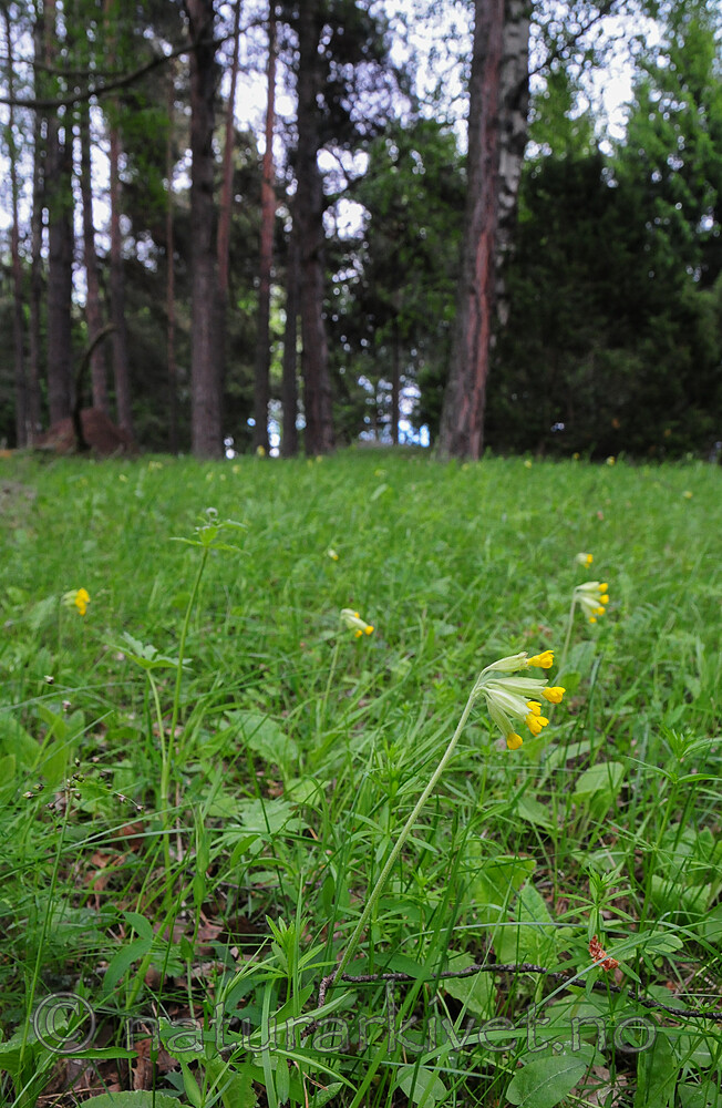 SR0_7237 / Primula veris / Marianøkleblom