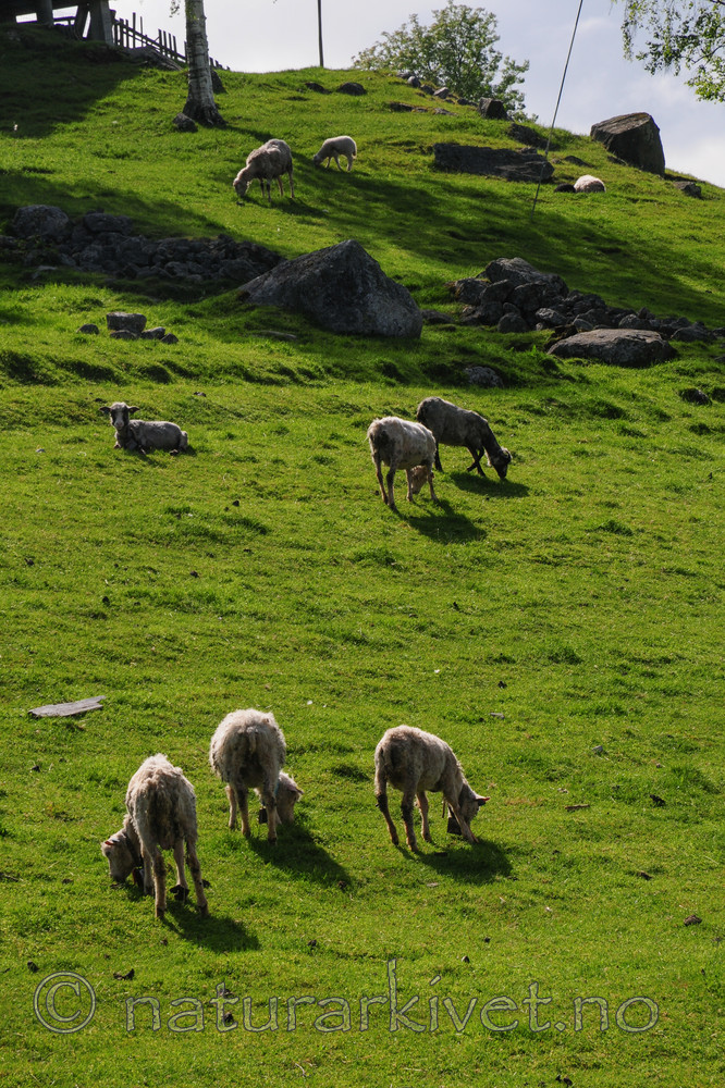 SR0_7305 / Ovis aries / Sau