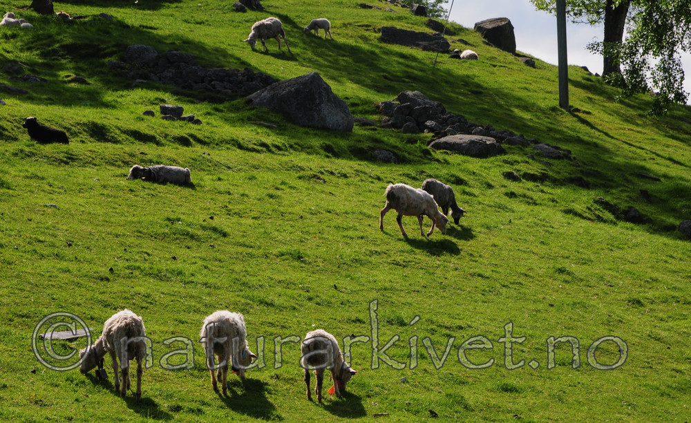 SR0_7308 / Ovis aries / Sau